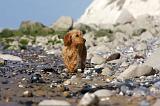 BASSET FAUVE DE BRETAGNE 054